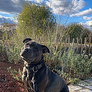 Rambo participe au concours pour gagner de l'argent avec cette photo : dog, black_dog, leash, outdoor, garden, stone_wall, sky, clouds, plants, sunlight, pet, animal, curious, sitting, nature, daylight, fence, shrubs, canine, portrait