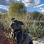 dog, black_dog, leash, outdoor, garden, stone_wall, sky, clouds, plants, sunlight, pet, animal, curious, sitting, nature, daylight, fence, shrubs, canine, portrait