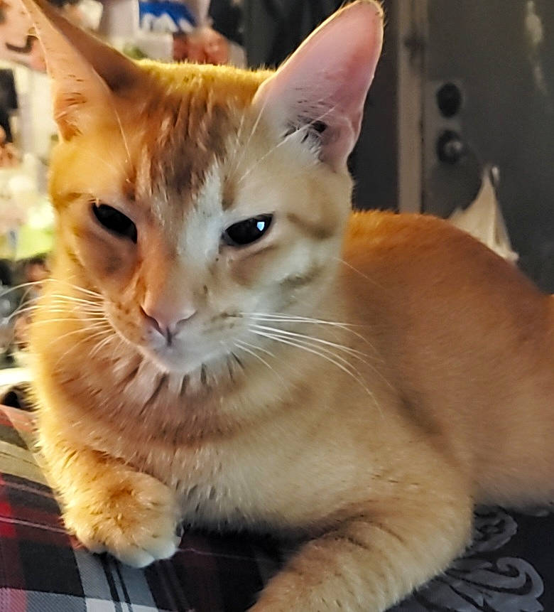 Dinky is registered to the contest to win money with this photo: animal, cat, close_up, cute, domestic, ears, face, feline, fur, indoor, lying_down, mammal, orange_tabby, paw, pet, plaid, relaxed, resting, soft_lighting, whiskers