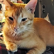 Dinky is registered to the contest to win money with this photo: animal, cat, close_up, cute, domestic, ears, face, feline, fur, indoor, lying_down, mammal, orange_tabby, paw, pet, plaid, relaxed, resting, soft_lighting, whiskers