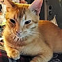 animal, cat, close_up, cute, domestic, ears, face, feline, fur, indoor, lying_down, mammal, orange_tabby, paw, pet, plaid, relaxed, resting, soft_lighting, whiskers