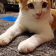 Lebron joined the competition — help win amazing prizes! cat, orange_and_white, indoor, blanket, close_up, pet, animal, feline, curious, whiskers, ears, eyes, paws, texture, cozy, home, relaxed, soft_lighting, background_blur, resting