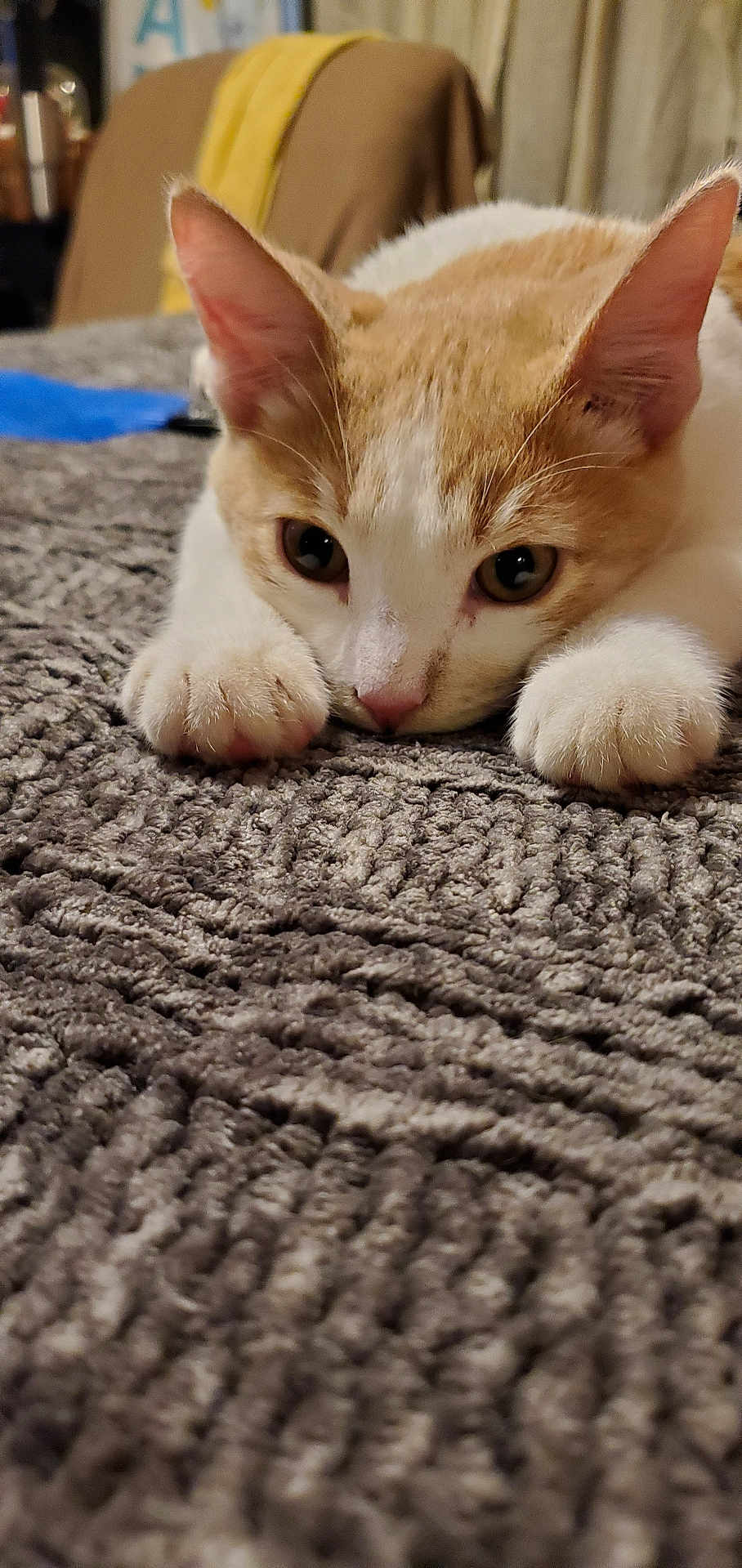 Lebron joined the competition — help win amazing prizes! cat, orange_and_white, pet, animal, lying_down, carpet, close_up, whiskers, paws, ears, indoor, curious, focused, fur, texture, soft_light, domestic, cute, mammal, resting