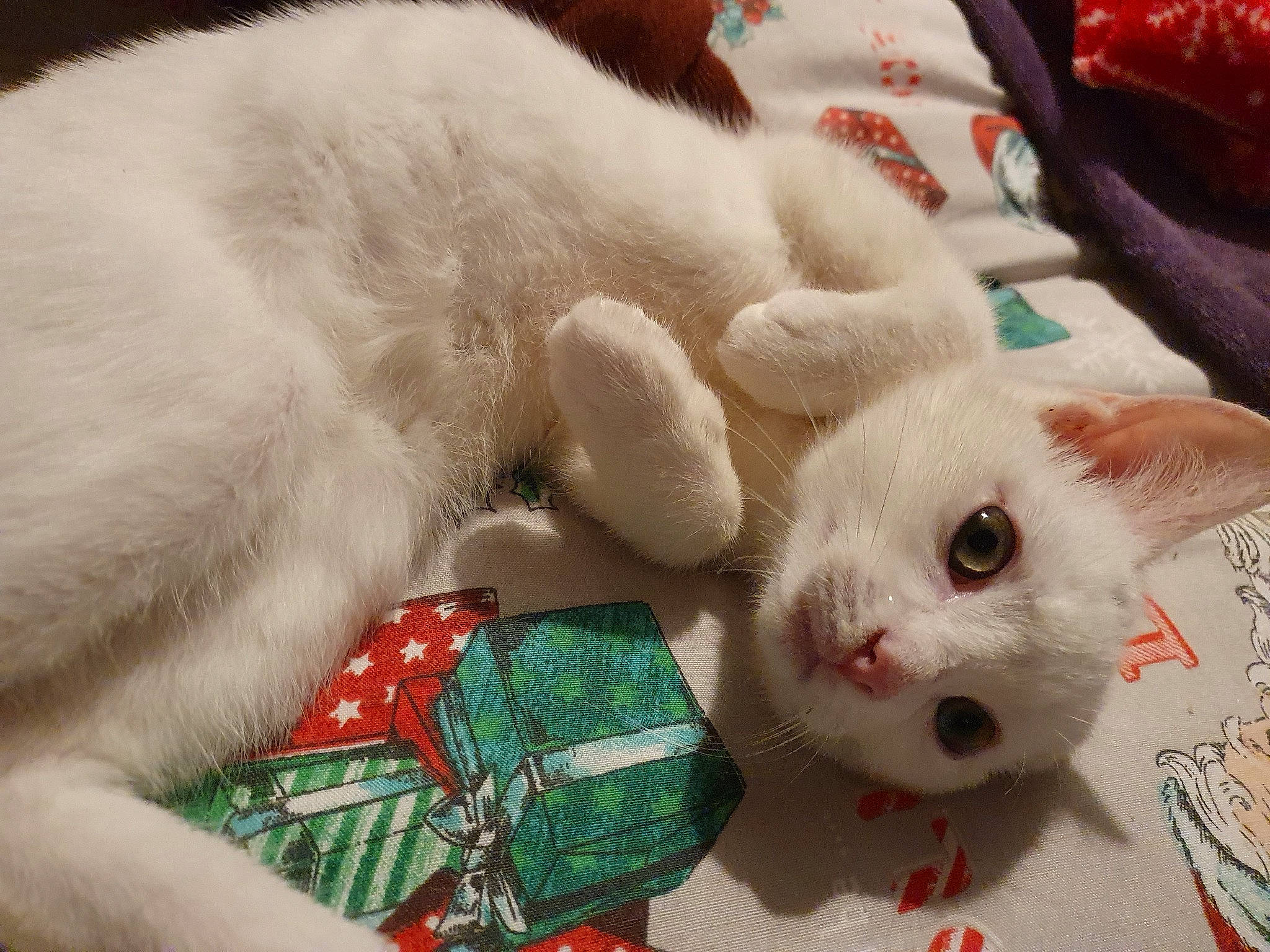 Butters joined the competition — help win amazing prizes! carnivore, cat, cat_bed, claw, comfort, creative_arts, domestic_short_haired_cat, fawn, felidae, fur, linens, pattern, paw, small_to_medium_sized_cats, snout, tail, whiskers