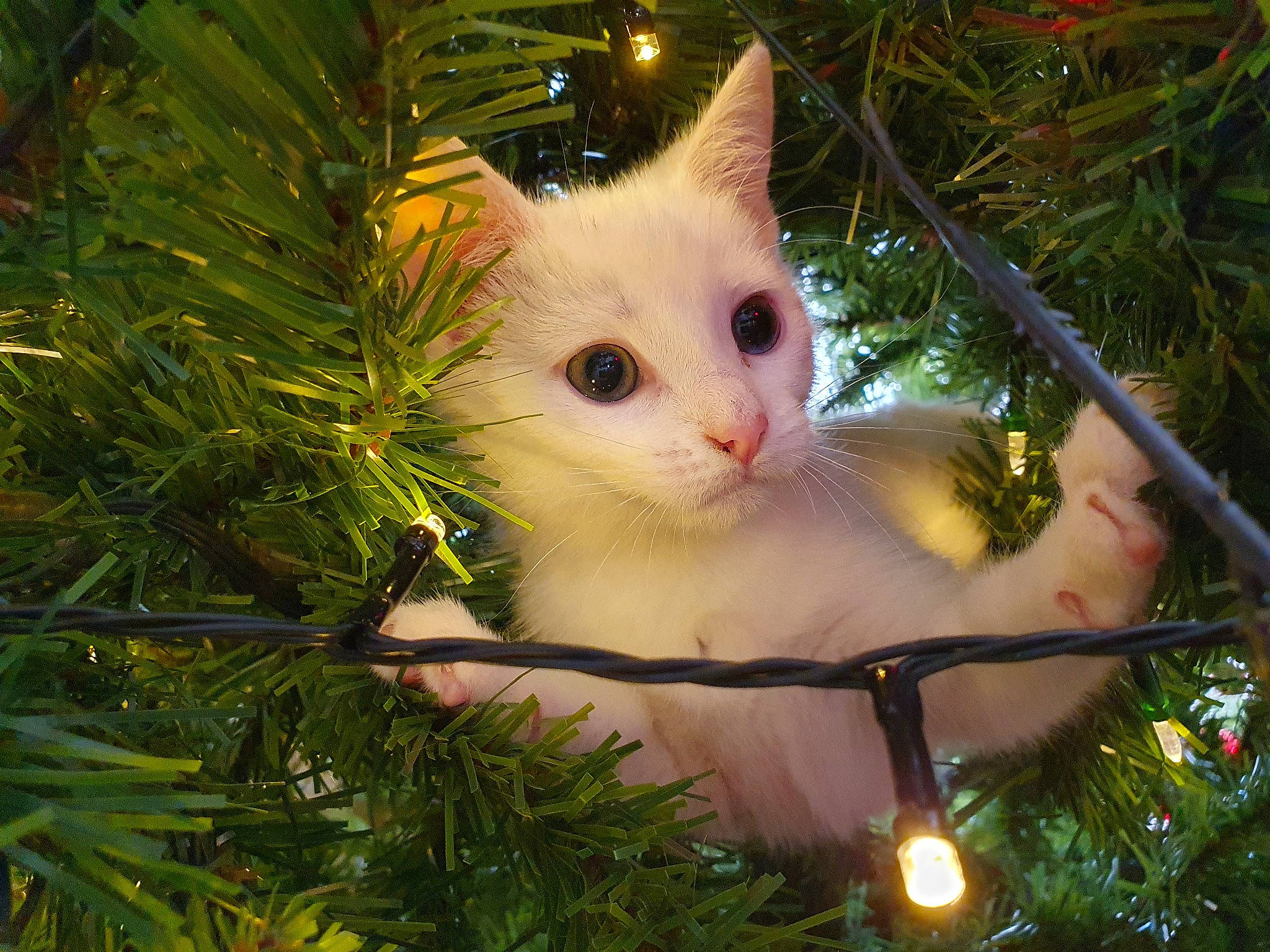 Butters is registered to the contest to win money with this photo: carnivore, cat, christmas_decoration, christmas_ornament, christmas_tree, event, evergreen, fawn, felidae, grass, holiday, holiday_ornament, light, ornament, plant, shortstraw_pine, small_to_medium_sized_cats, terrestrial_plant, tree, whiskers