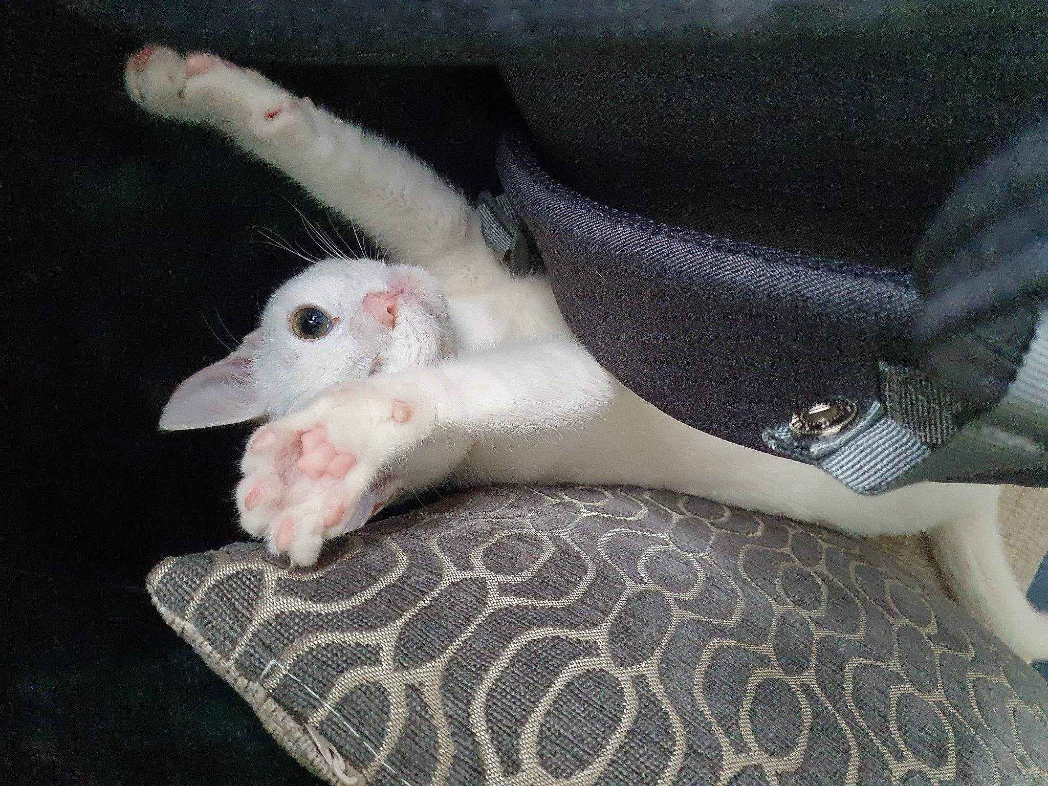 Butters is registered to the contest to win money with this photo: canidae, carnivore, claw, comfort, companion_dog, dog, dog_breed, fawn, felidae, fur, nail, non_sporting_group, paw, puppy, small_to_medium_sized_cats, snout, sporting_group, tail, terrestrial_animal, whiskers