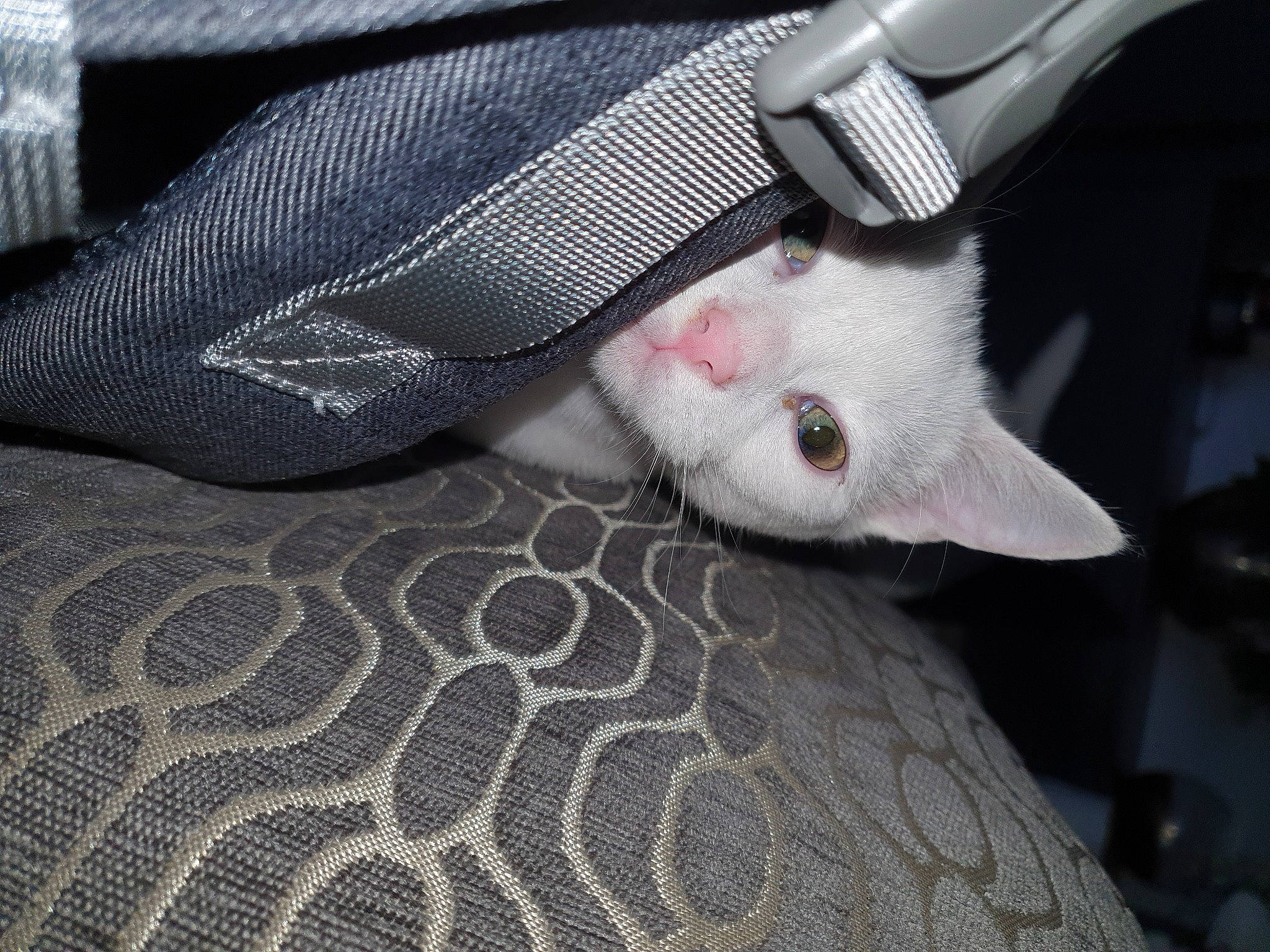 Butters joined the competition — help win amazing prizes! car_seat, carmine, carnivore, cat, claw, comfort, felidae, formal_wear, fur, grey, linens, nail, pattern, paw, small_to_medium_sized_cats, suit, vehicle_door, whiskers, window, woven_fabric