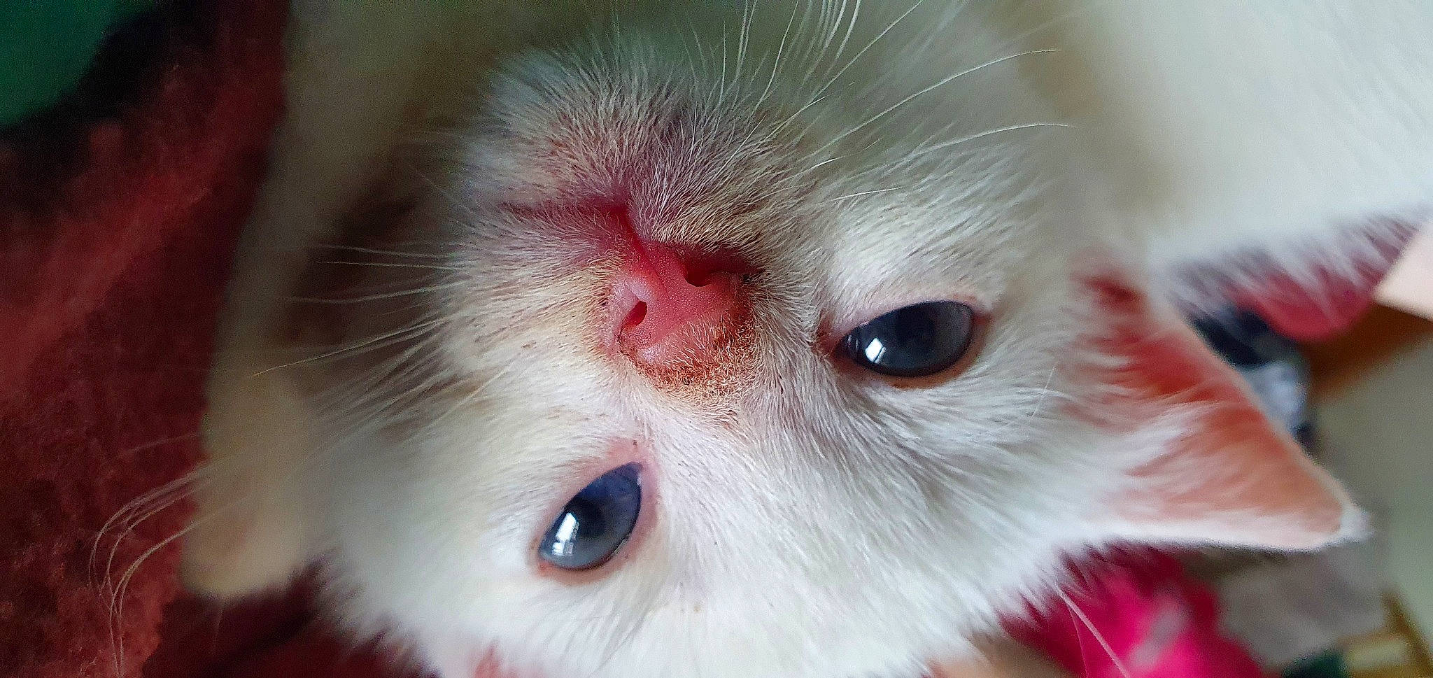 Butters joined the competition — help win amazing prizes! carnivore, cat, close_up, domestic_short_haired_cat, ear, eye, eyelash, felidae, fur, hair, head, human_body, iris, no_expression, nose, small_to_medium_sized_cats, snout, terrestrial_animal, whiskers, white