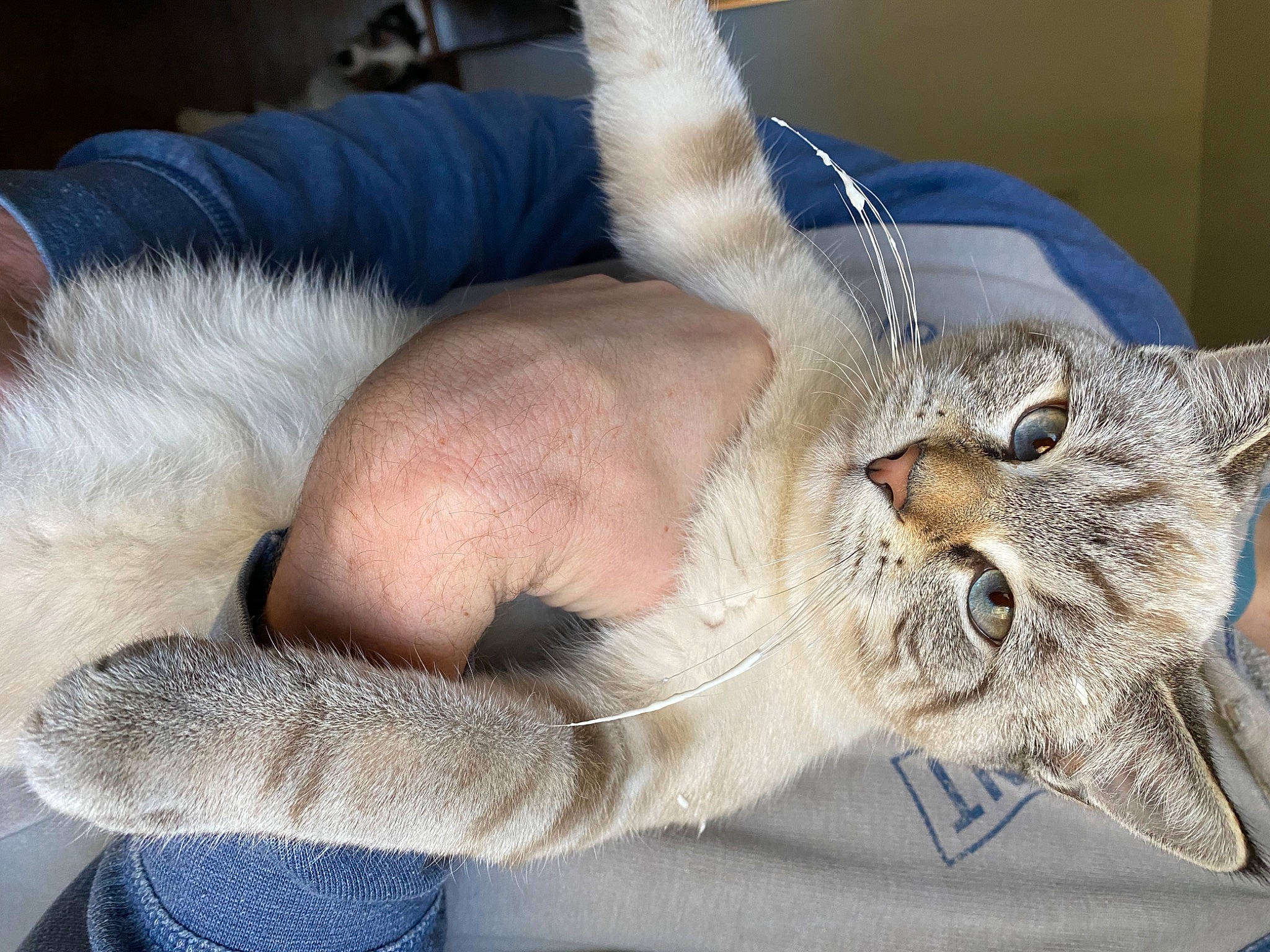 Ric joined the competition — help win amazing prizes! bed, blue, canidae, carnivore, cat, claw, comfort, couch, domestic_short_haired_cat, ear, fawn, felidae, fur, nap, paw, small_to_medium_sized_cats, snout, tail, textile, whiskers