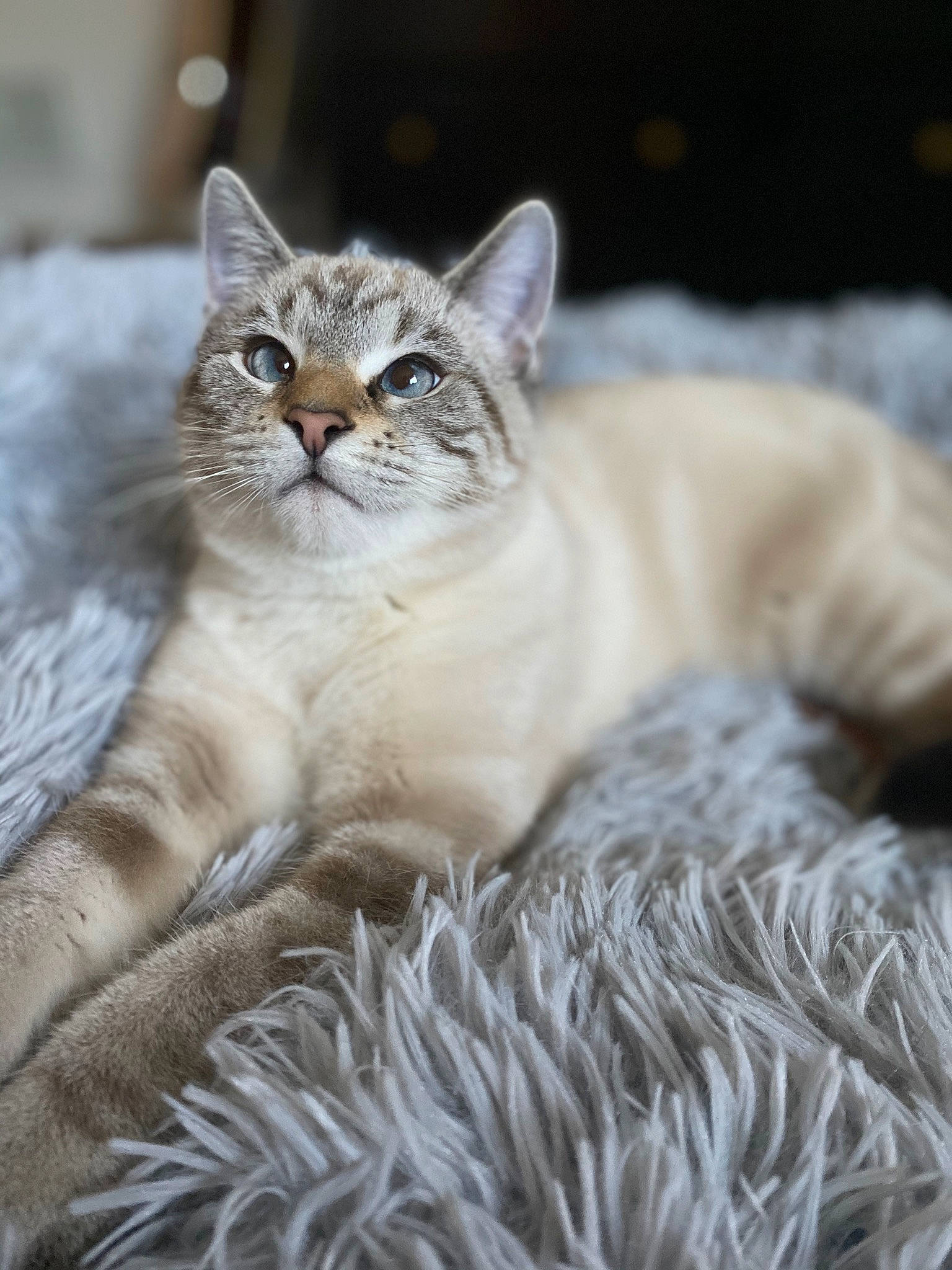 Ric is registered to the contest to win money with this photo: carnivore, cat, claw, close_up, comfort, domestic_short_haired_cat, fawn, felidae, fur, natural_material, paw, small_to_medium_sized_cats, snout, terrestrial_animal, tree, whiskers, wildlife