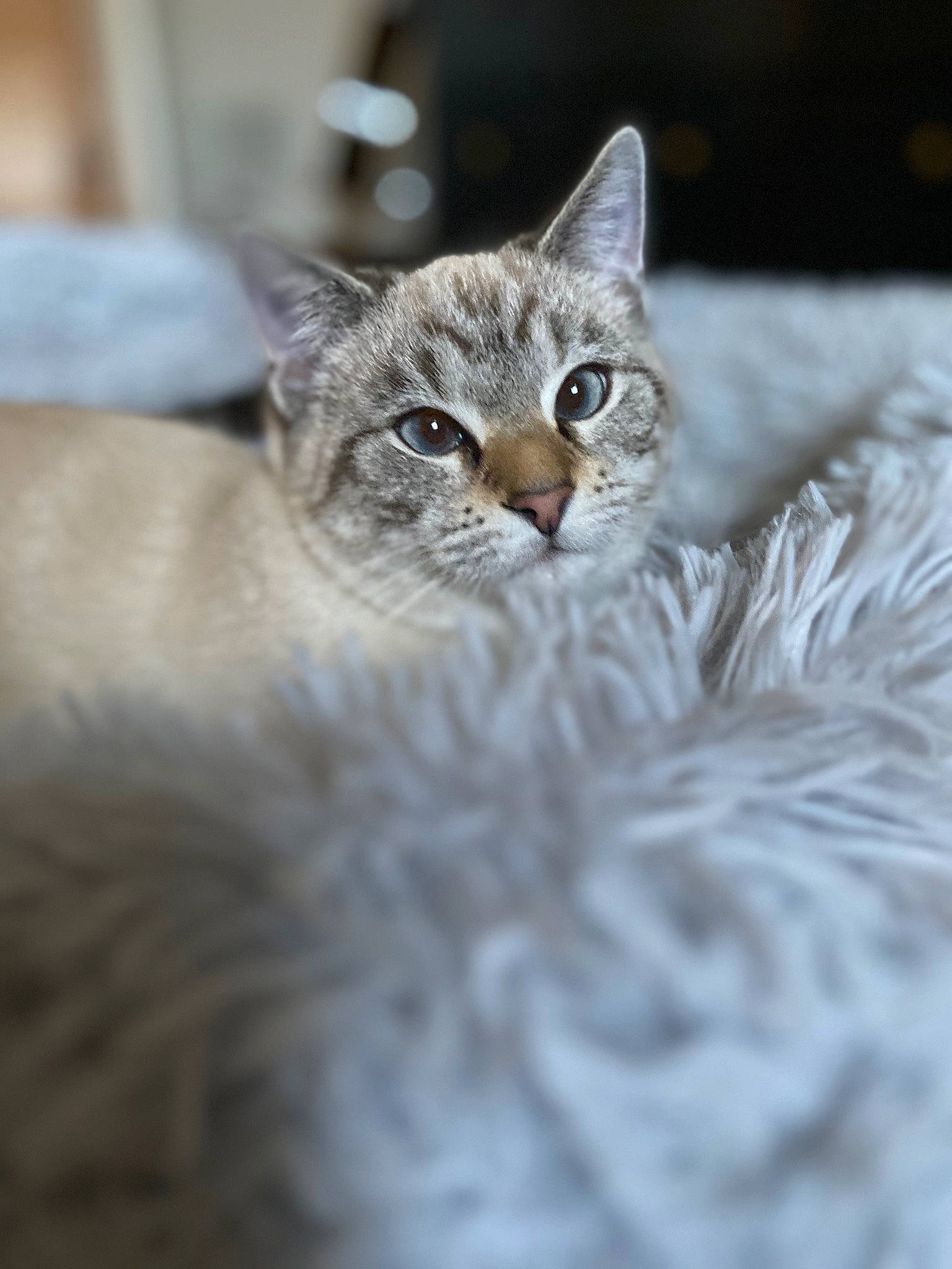 Ric is registered to the contest to win money with this photo: art, carnivore, cat, claw, domestic_short_haired_cat, eye, fawn, felidae, fur, plant, small_to_medium_sized_cats, snout, terrestrial_animal, tree, whiskers, wildlife