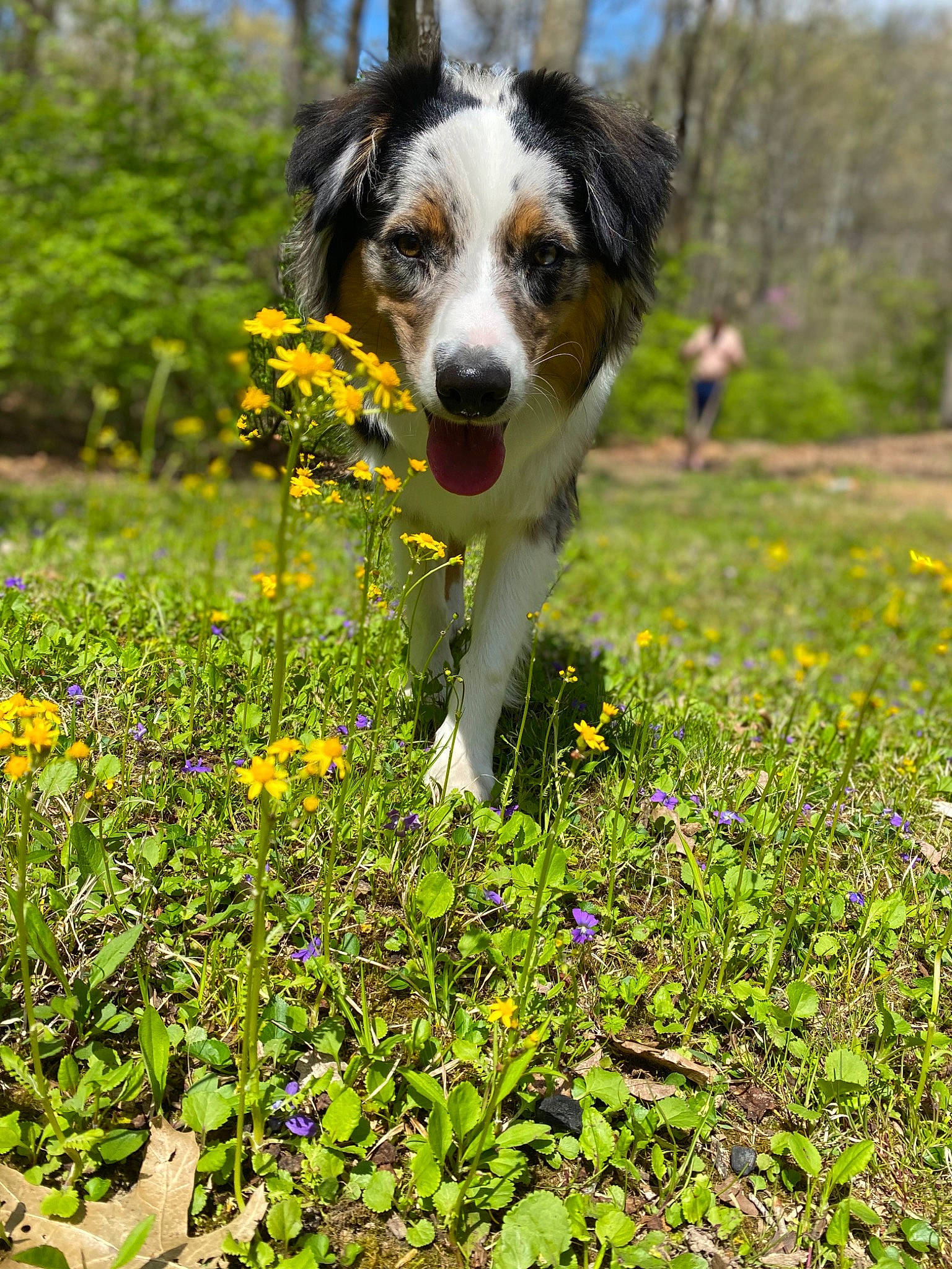 Reggie joined the competition — help win amazing prizes! australian_shepherd, border_collie, carnivore, companion_dog, dog, dog_breed, flower, grass, grassland, groundcover, herbaceous_plant, herding_dog, landscape, meadow, natural_landscape, people_in_nature, plant, prairie, sporting_group, tree
