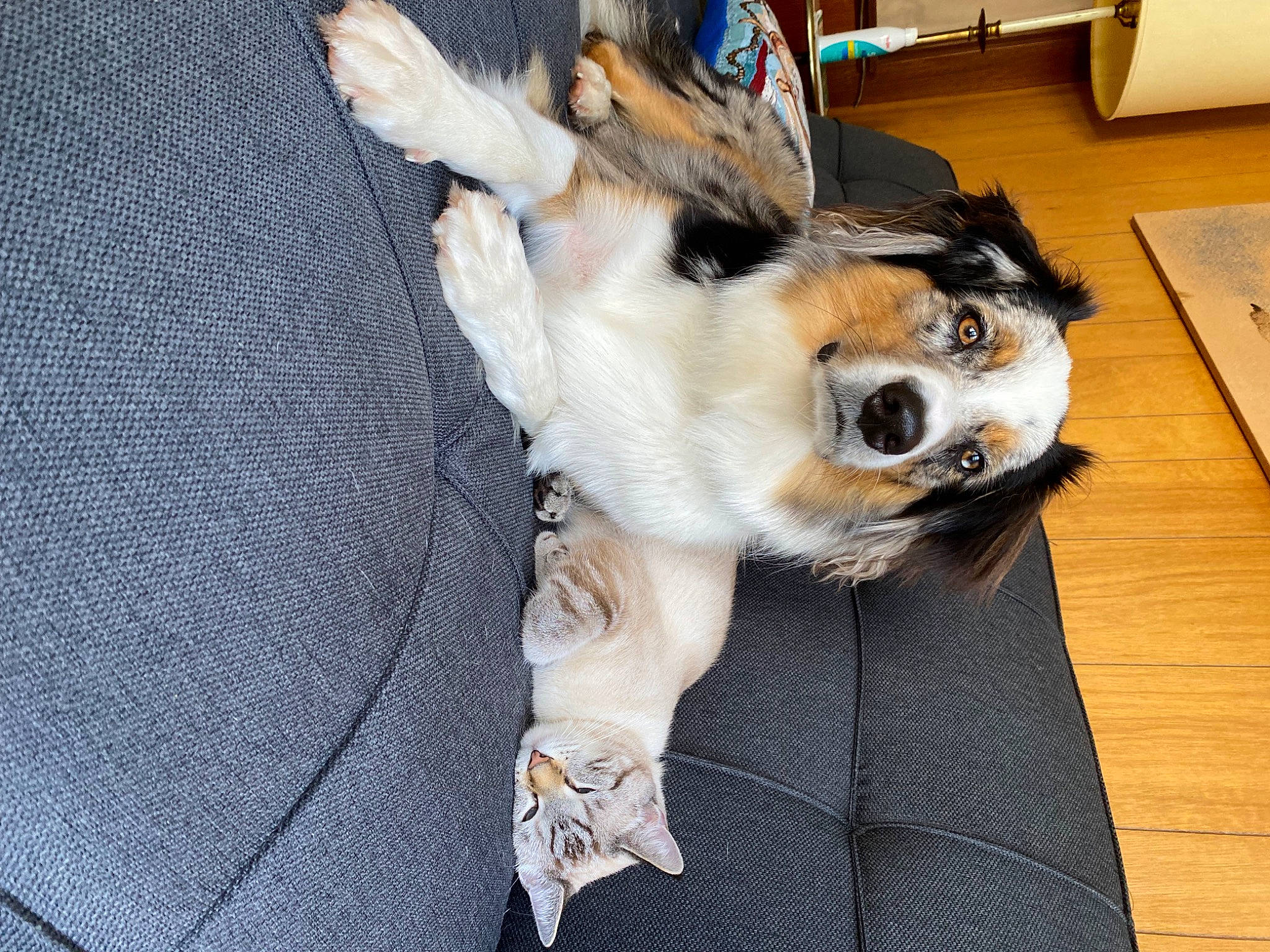 Reggie is registered to the contest to win money with this photo: carnivore, collar, comfort, companion_dog, couch, dog, dog_breed, dog_collar, dog_supply, fawn, flooring, fur, hardwood, paw, pet_supply, snout, tail, whiskers, wood, working_animal