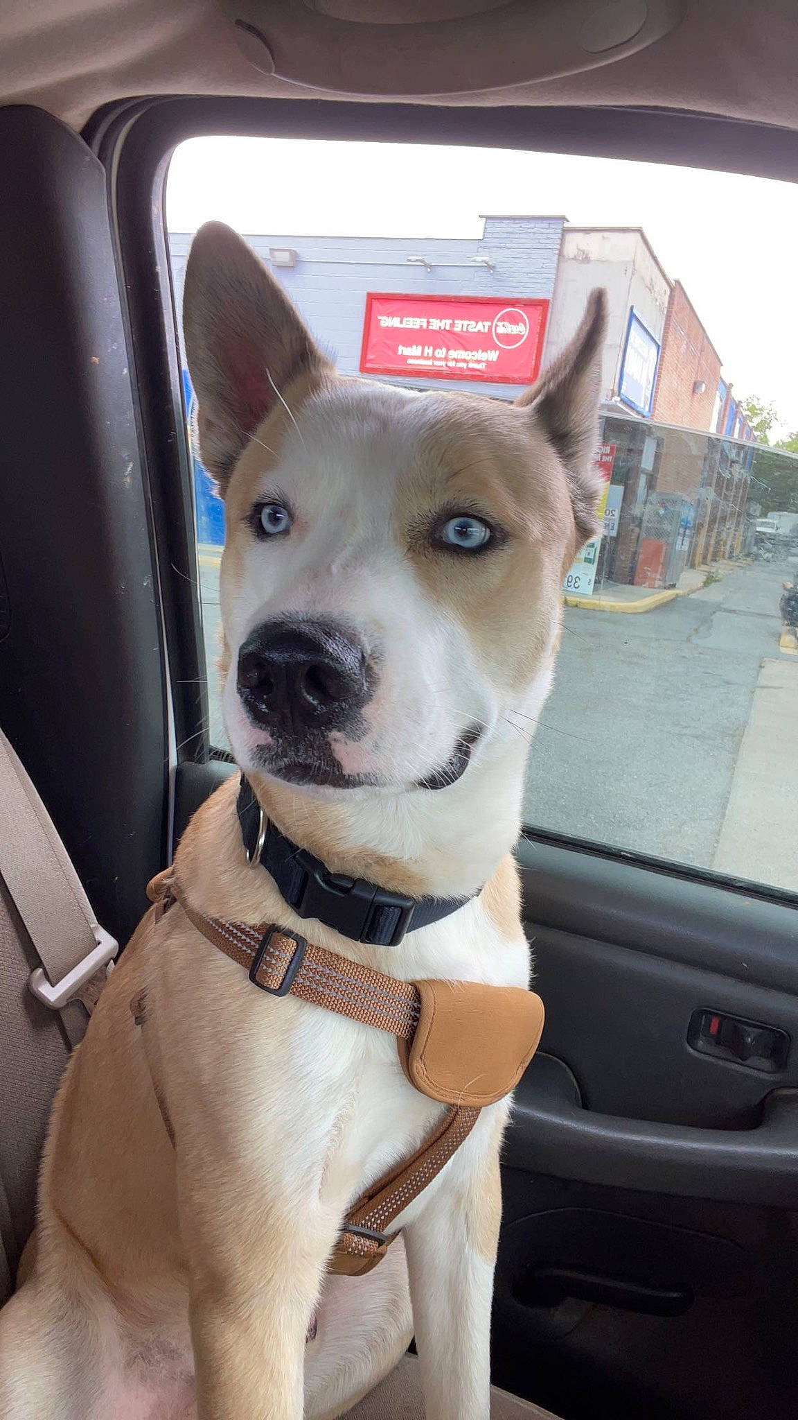 Draco joined the competition — help win amazing prizes! auto_part, building, car, carnivore, collar, companion_dog, dog, dog_breed, dog_collar, door, fawn, leash, sporting_group, vehicle, vehicle_door, whiskers, window, windscreen_wiper, windshield, working_animal