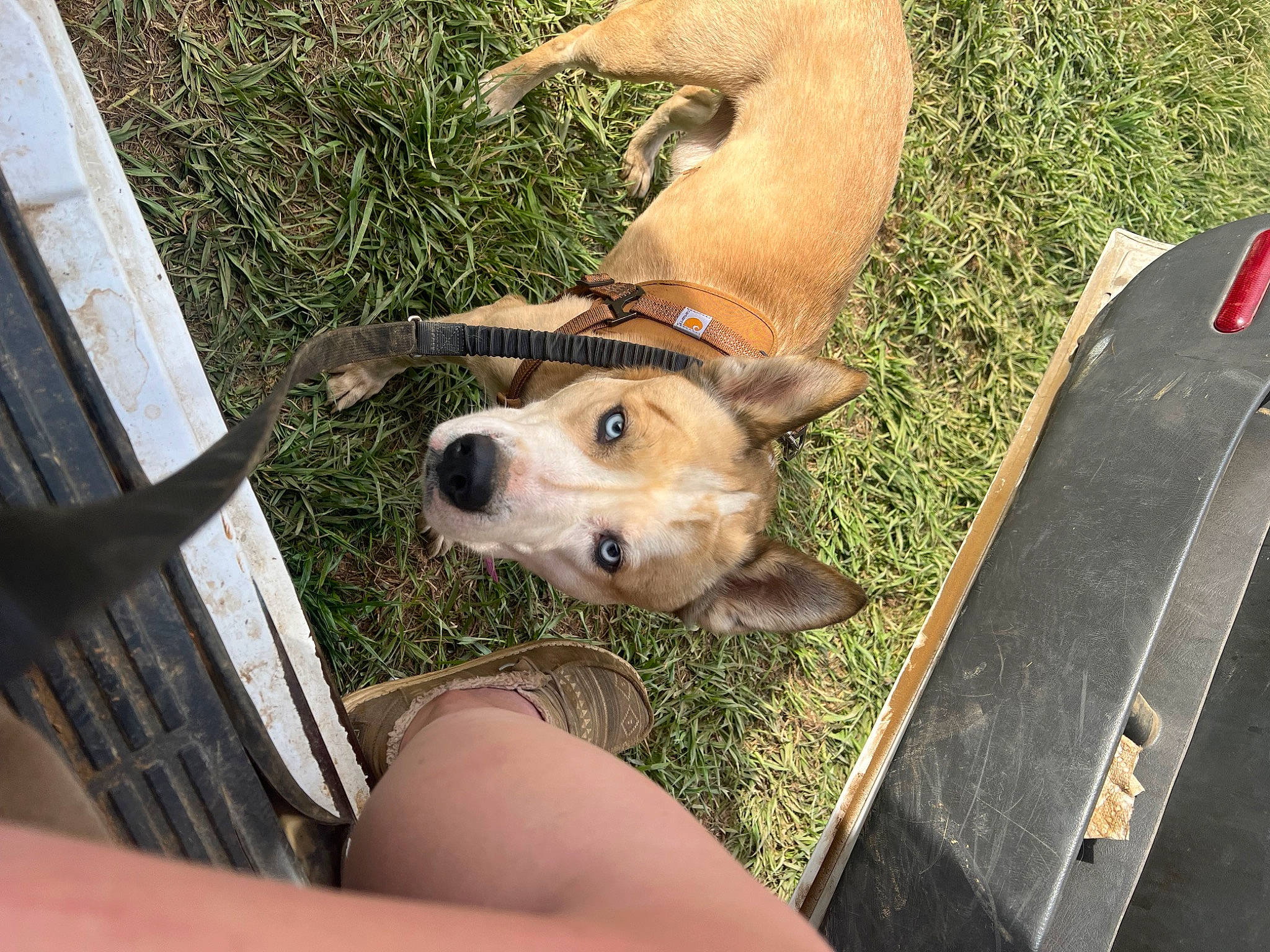 Draco is registered to the contest to win money with this photo: carnivore, companion_dog, dog, dog_breed, dog_collar, fawn, fur, grass, guard_dog, leash, outdoor_furniture, paw, retriever, snout, street_dog, tail, welsh_corgi, whiskers, wood, working_animal