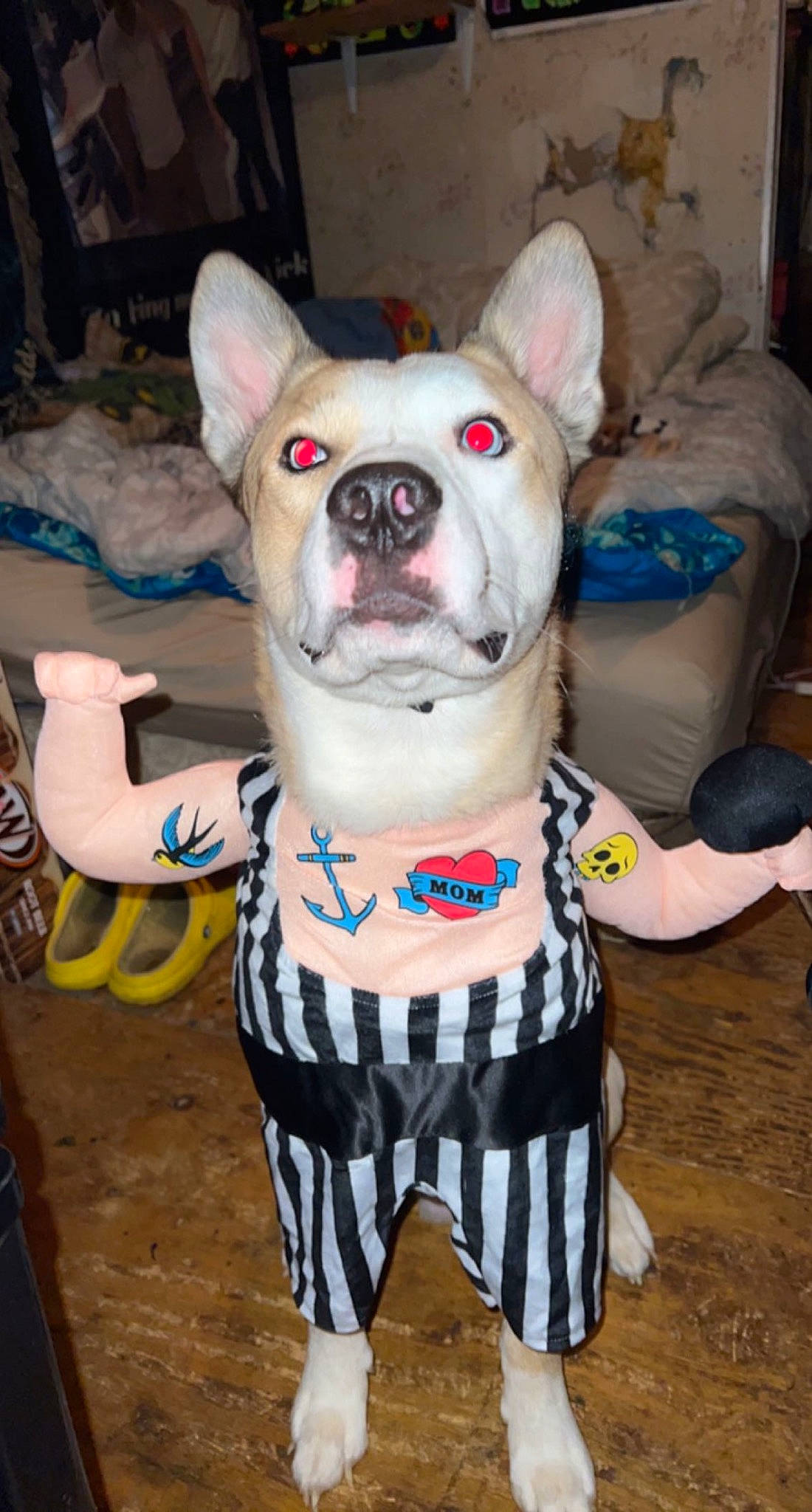 Draco is registered to the contest to win money with this photo: canidae, carnivore, collar, companion_dog, cordoba_fighting_dog, dog, dog_breed, dog_clothes, dog_collar, dog_supply, fawn, fur, non_sporting_group, pet_supply, snout, sporting_group, terrestrial_animal, toy_dog, whiskers, working_animal
