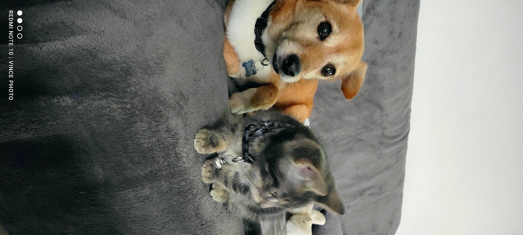 Tigrie participe au concours pour gagner de l'argent avec cette photo : ancient_dog_breeds, canidae, carnivore, companion_dog, dog, dog_breed, fawn, fur, non_sporting_group, paw, plush, snout, spitz, sporting_group, stuffed_toy, tail, toy, whiskers, wildlife, working_animal