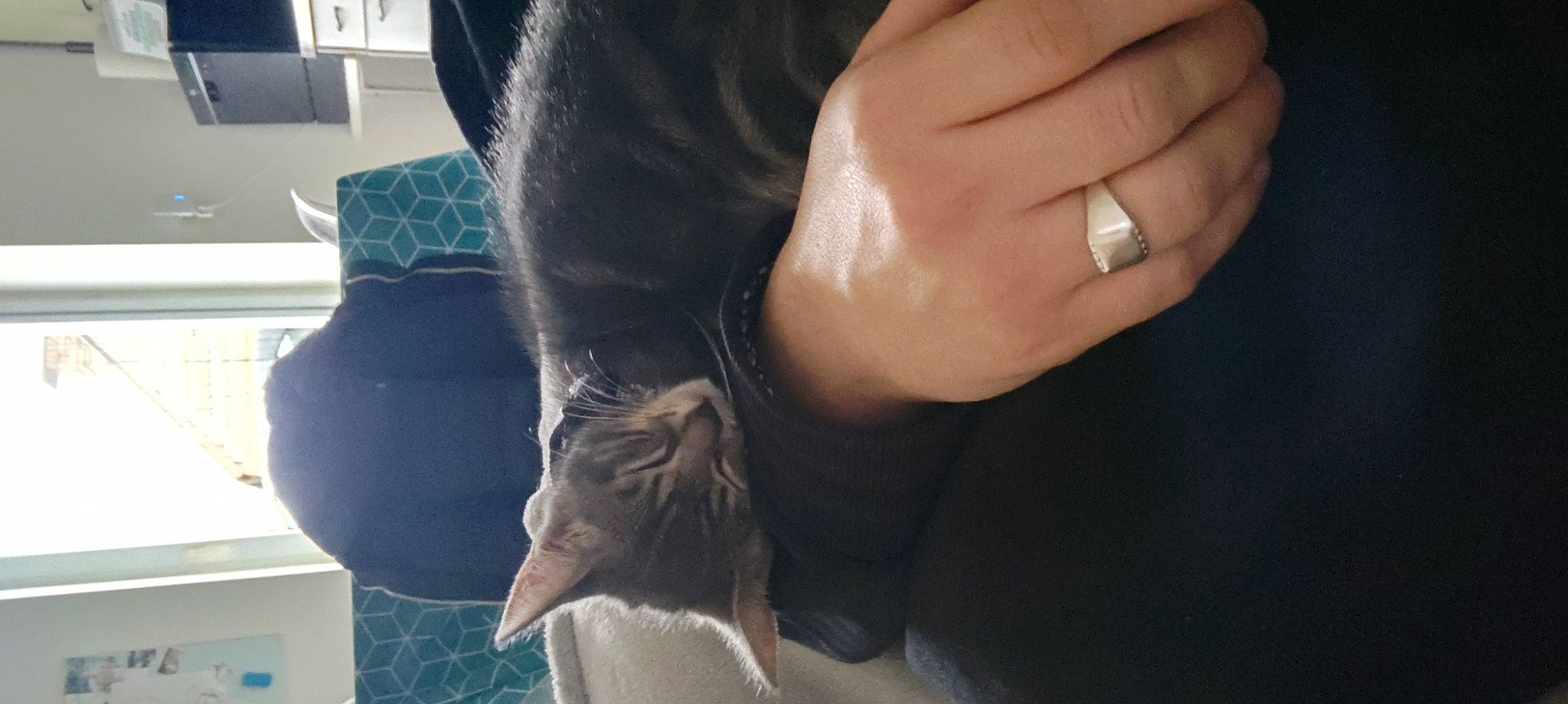 Tigrie a rejoint le concours — aidez-le/la à gagner de superbes lots ! body_jewelry, carnivore, cat, comfort, companion_dog, dog_breed, elbow, felidae, finger, fur, gesture, human_leg, jewellery, nail, small_to_medium_sized_cats, sporting_group, tail, thumb, whiskers, wrist