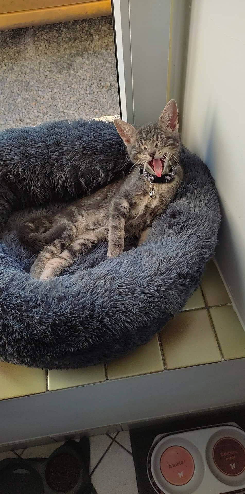 Tigrie a rejoint le concours — aidez-le/la à gagner de superbes lots ! carnivore, cat, cat_bed, cat_supply, claw, comfort, domestic_short_haired_cat, felidae, fur, grey, nap, paw, sitting, small_to_medium_sized_cats, snout, tail, terrestrial_animal, whiskers