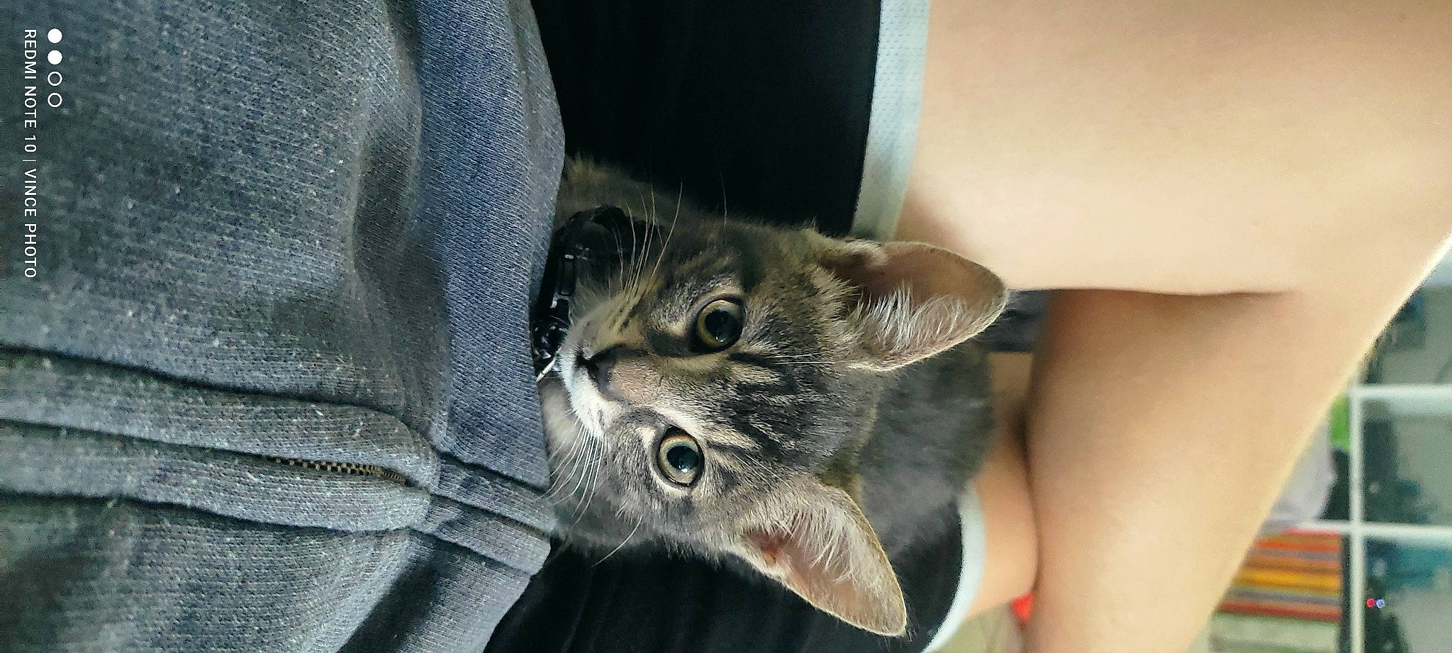 Tigrie participe au concours pour gagner de l'argent avec cette photo : carnivore, cat, claw, comfort, denim, domestic_short_haired_cat, ear, felidae, fur, paw, small_to_medium_sized_cats, snout, terrestrial_animal, whiskers, wildlife