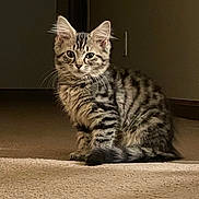 Doja is registered to the contest to win money with this photo: kitten, cat, tabby, striped_fur, pet, animal, carpet, indoor, fur, whiskers, ears, tail, curious, sitting, young, cute, domestic_cat, feline, soft_light, brown