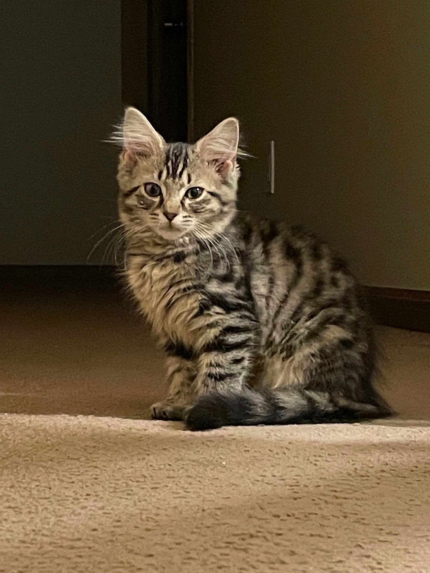 Doja is registered to the contest to win money with this photo: kitten, cat, tabby, striped_fur, pet, animal, carpet, indoor, fur, whiskers, ears, tail, curious, sitting, young, cute, domestic_cat, feline, soft_light, brown