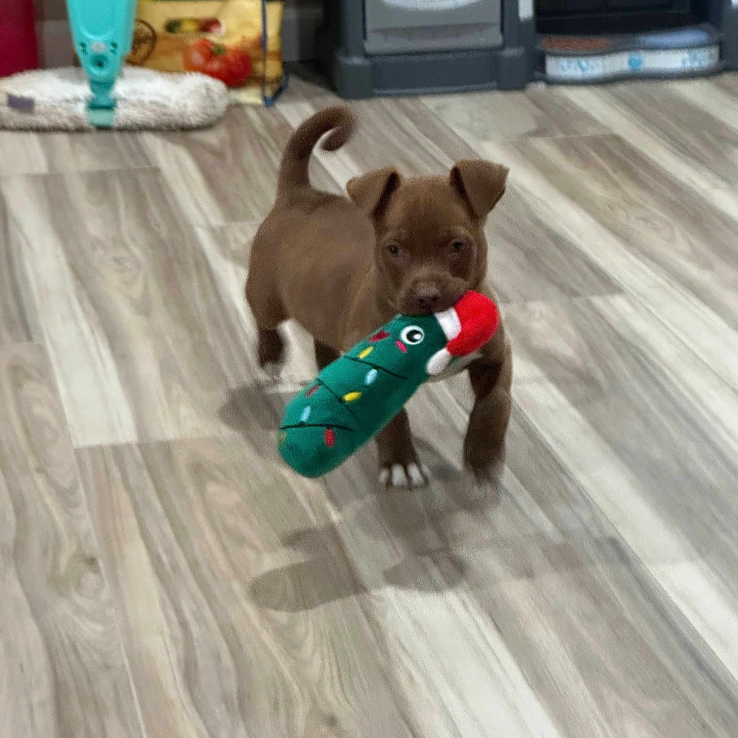 Coco