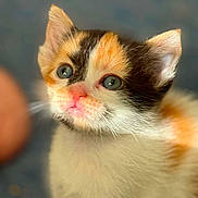 Luna joined the competition — help win amazing prizes! cat, kitten, calico, pet, animal, feline, close_up, portrait, face, eyes, ears, nose, whiskers, fur, tricolor, white_fur, orange_fur, black_fur, cute, indoors