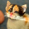 cat, kitten, calico, pet, animal, feline, close_up, portrait, face, eyes, ears, nose, whiskers, fur, tricolor, white_fur, orange_fur, black_fur, cute, indoors
