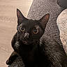 Stormy joined the competition — help win amazing prizes! cat, black_cat, pet, animal, feline, whiskers, ears, eyes, wide_eyed, portrait, close_up, sitting, indoor, home, sofa, carpet, wooden_floor, fur, alert, photography