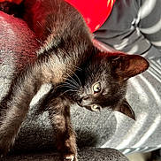 Stormy is registered to the contest to win money with this photo: kitten, cat, brown_fur, short_hair, green_eyes, whiskers, ears, paws, claws, sleeping, lying_down, relaxed, cute, pet, indoors, blanket, cushion, sunlight, portrait, close_up