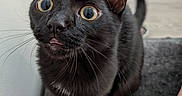 Stormy is registered to the contest to win money with this photo: black_cat, cat, wide_eyes, tongue_out, whiskers, pointed_ears, short_hair, feline, pet, animal, close_up, portrait, indoor, gray_surface, carpet, wall, tail, sitting, curious, funny_expression