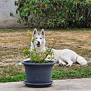 Sia participe au concours pour gagner de l'argent avec cette photo : dog, husky, blue_eyes, plant_pot, greenery, grass, lawn, concrete, outdoor, pet, canine, relaxed, happy, nature, yard, fence, animal, summer, resting, daytime