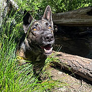 Sissy is registered to the contest to win money with this photo: dog, animal, outdoor, grass, forest, nature, sunlight, log, pet, canine, happy, smiling, ears, eyes, ground, tree, daylight, wildlife, muzzle, tongue