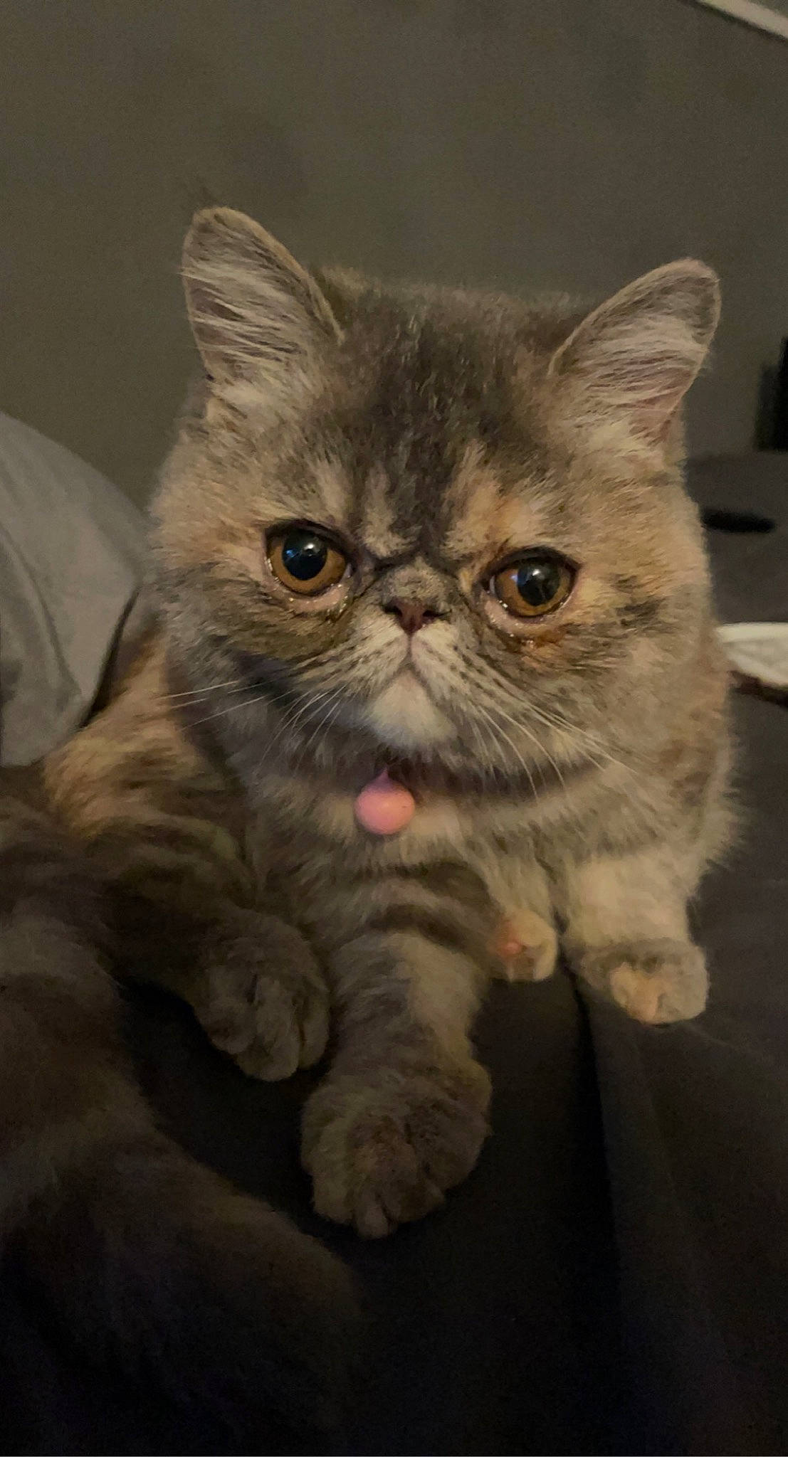 Nibbles is registered to the contest to win money with this photo: carnivore, cat, claw, comfort, domestic_short_haired_cat, ear, felidae, fur, glasses, grey, paw, photo_caption, sitting, small_to_medium_sized_cats, snout, terrestrial_animal, whiskers