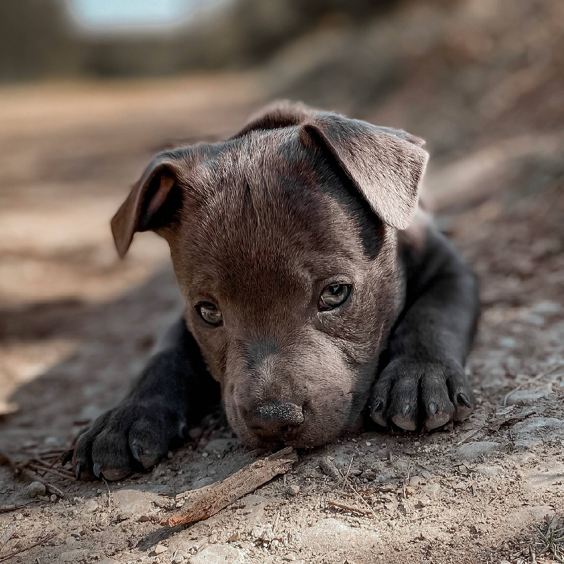 Byron a rejoint le concours — aidez-le/la à gagner de superbes lots ! carnivore, companion_dog, dog, dog_breed, fawn, grass, liver, non_sporting_group, snout, soil, sporting_group, terrestrial_animal, whiskers, working_animal