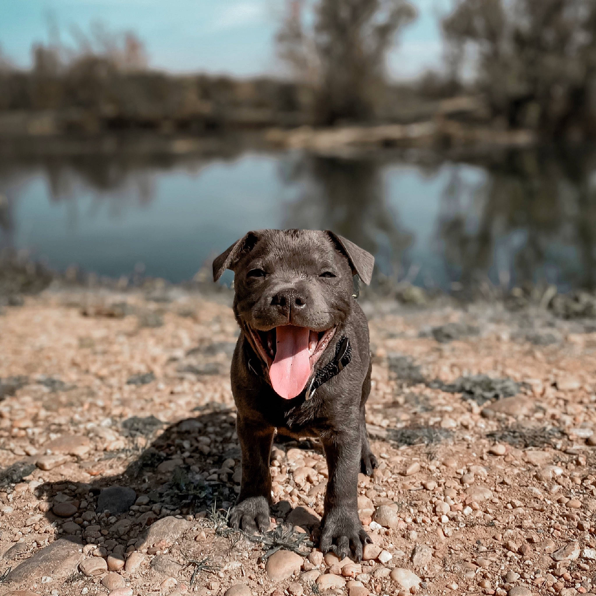 Byron a rejoint le concours — aidez-le/la à gagner de superbes lots ! canidae, carnivore, collar, companion_dog, dog, dog_breed, eye, fang, fawn, jaw, lake, sky, snout, sporting_group, tail, terrestrial_animal, water, whiskers, wildlife, working_animal