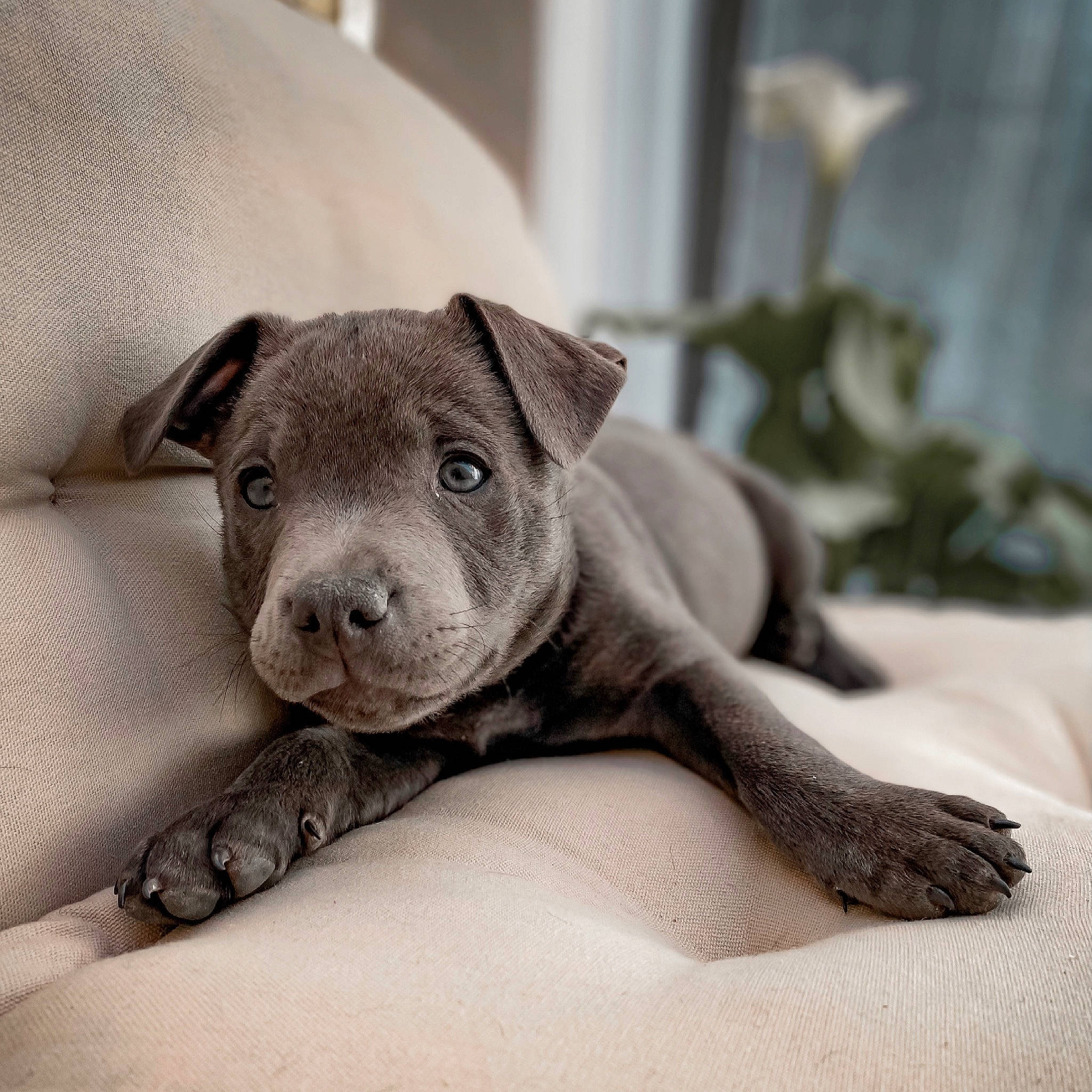 Byron a rejoint le concours — aidez-le/la à gagner de superbes lots ! canidae, carnivore, comfort, companion_dog, dog, dog_breed, eye, fawn, fur, grey, head, paw, snout, sporting_group, terrestrial_animal, whiskers, working_animal