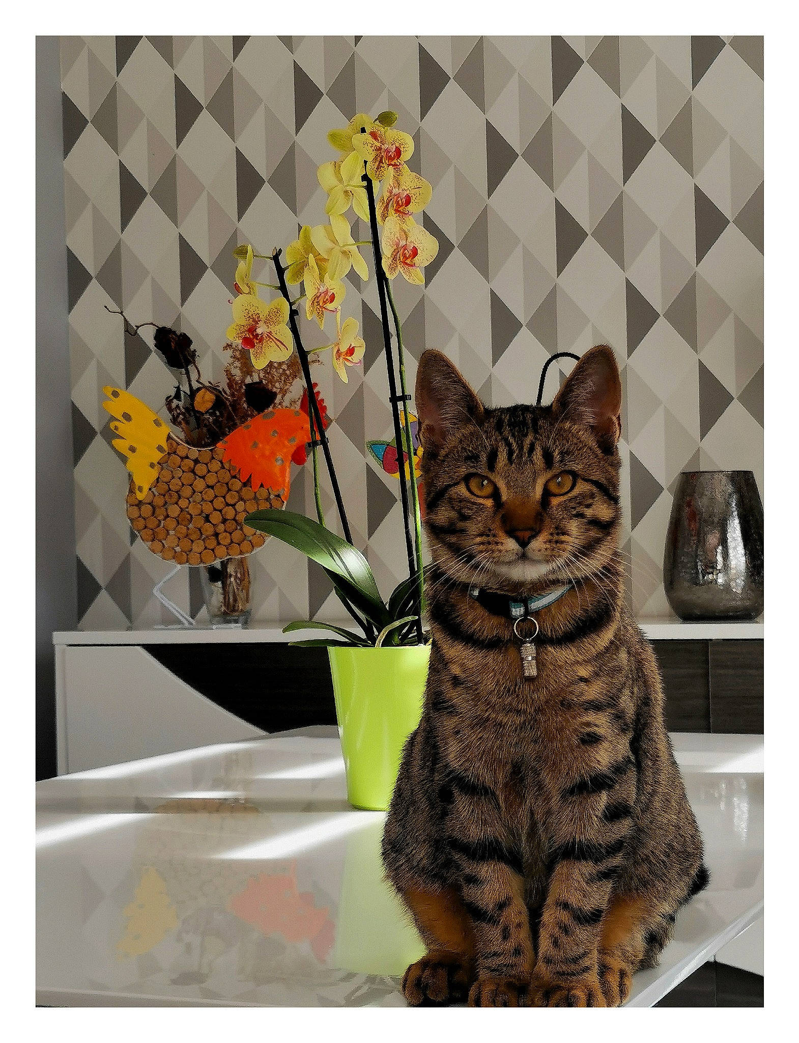 Titeuf participe au concours pour gagner de l'argent avec cette photo : art, carnivore, cat, domestic_short_haired_cat, felidae, flower, font, fur, illustration, pattern, pet_supply, rectangle, small_to_medium_sized_cats, snout, still_life_photography, tail, terrestrial_animal, visual_arts, whiskers, wildlife