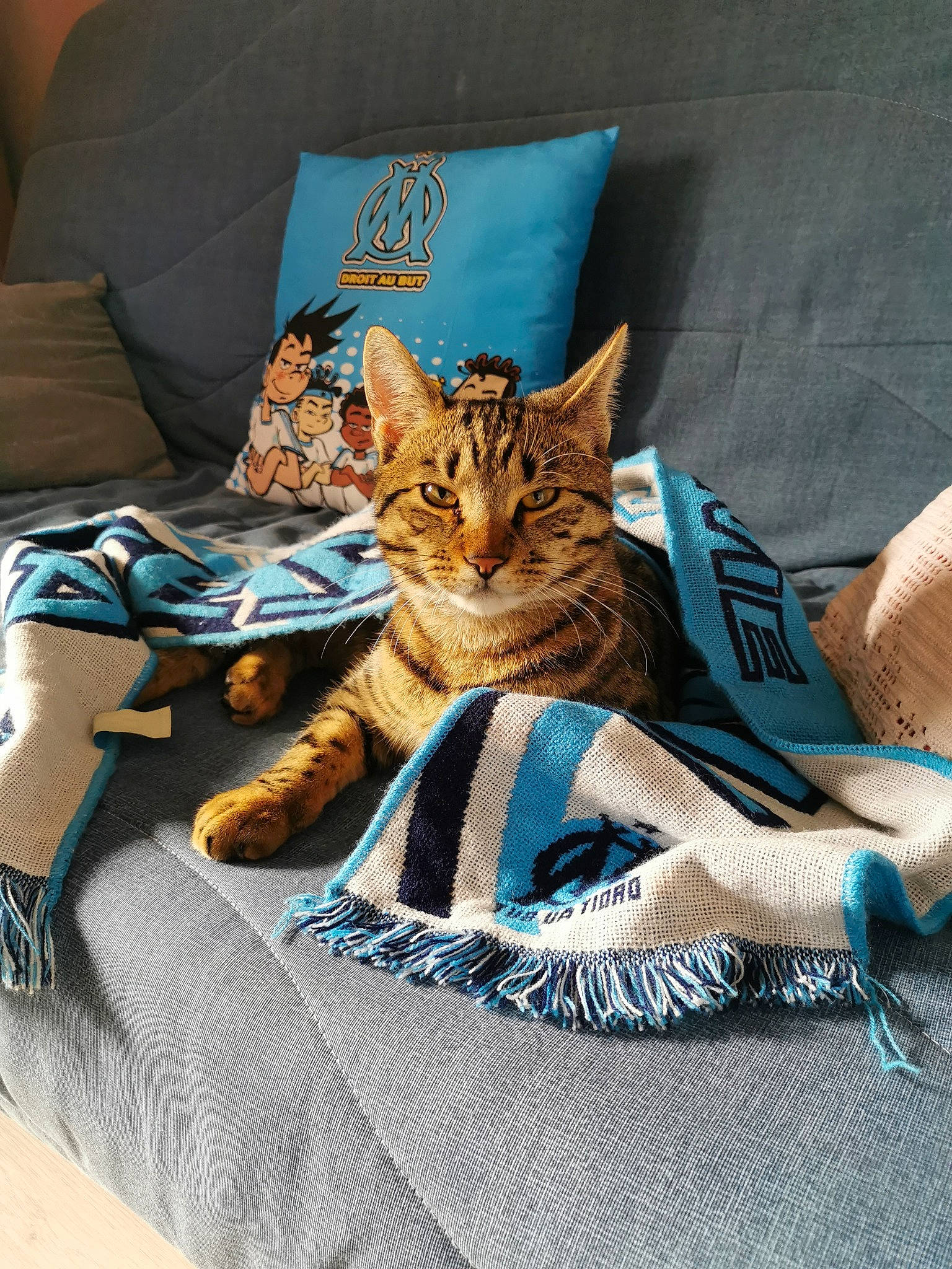 Titeuf participe au concours pour gagner de l'argent avec cette photo : bag, bedding, carnivore, cat, comfort, domestic_short_haired_cat, fawn, felidae, fur, grey, human_leg, linens, luggage_and_bags, mammal, pillow, small_to_medium_sized_cats, textile, throw_pillow, vertebrate, whiskers