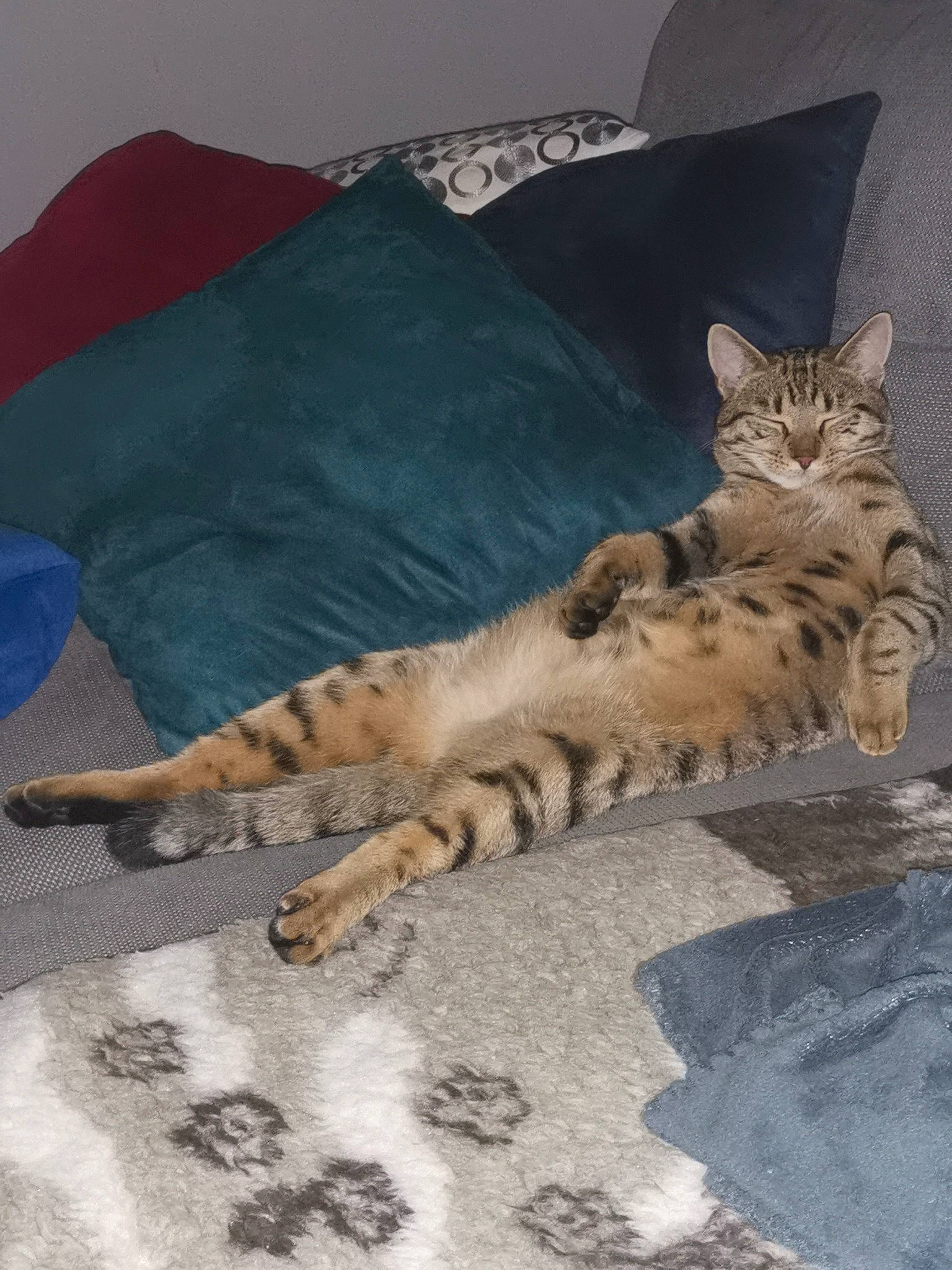 Titeuf a rejoint le concours — aidez-le/la à gagner de superbes lots ! bed, carnivore, cat, comfort, domestic_short_haired_cat, fawn, felidae, floor, flooring, fur, grey, linens, pattern, paw, sand, small_to_medium_sized_cats, tail, vertebrate, whiskers, wood