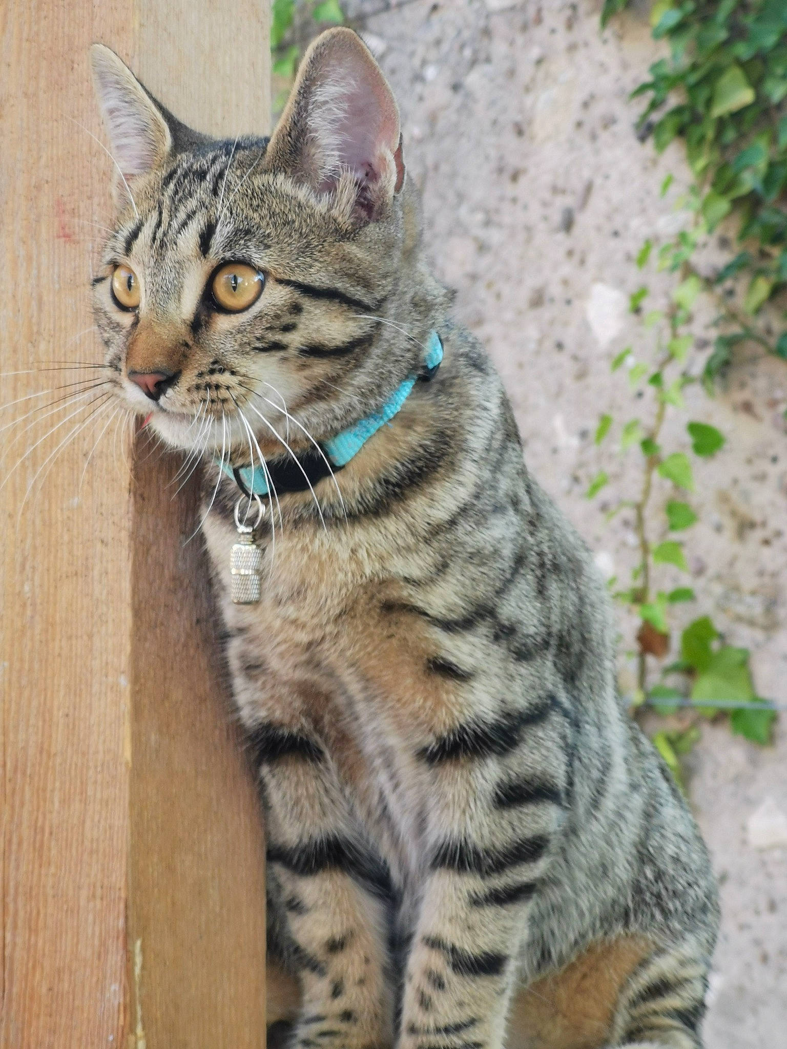Titeuf a rejoint le concours — aidez-le/la à gagner de superbes lots ! bombay, carnivore, cat, claw, domestic_short_haired_cat, eye, felidae, foot, fur, grass, paw, small_to_medium_sized_cats, snout, tail, terrestrial_animal, whiskers, wildlife, wood
