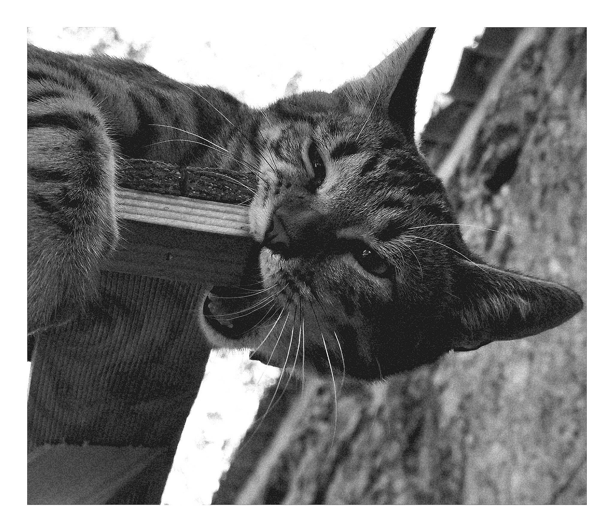 Titeuf participe au concours pour gagner de l'argent avec cette photo : art, black_and_white, carnivore, cat, domestic_short_haired_cat, felidae, fur, grass, grey, monochrome, monochrome_photography, organism, rectangle, small_to_medium_sized_cats, snout, stock_photography, style, tree, vertebrate, whiskers