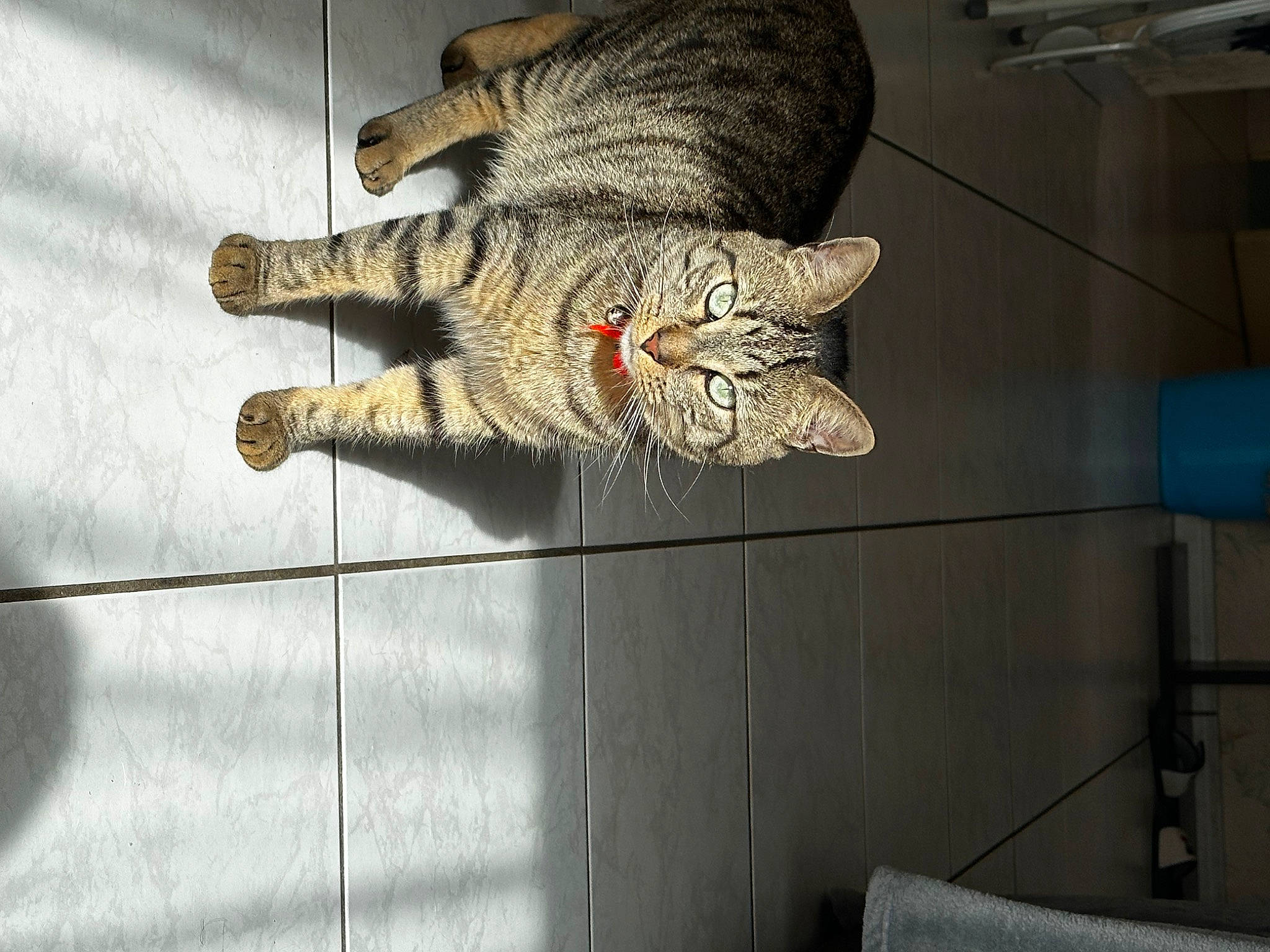 Taylo participe au concours pour gagner de l'argent avec cette photo : big_cats, carnivore, cat, claw, domestic_short_haired_cat, felidae, flooring, fur, grey, human_leg, pattern, paw, small_to_medium_sized_cats, snout, tail, terrestrial_animal, whiskers, wire, wood