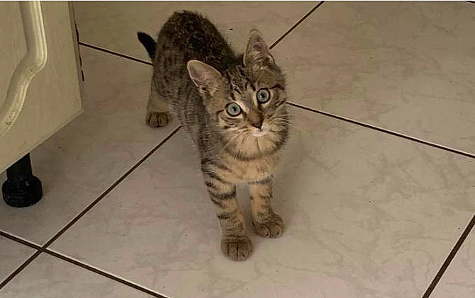 Taylo a rejoint le concours — aidez-le/la à gagner de superbes lots ! carnivore, cat, claw, domestic_short_haired_cat, eye, felidae, flooring, foot, fur, grey, metal, paw, sitting, small_to_medium_sized_cats, snout, tail, terrestrial_animal, whiskers, wildlife, wood