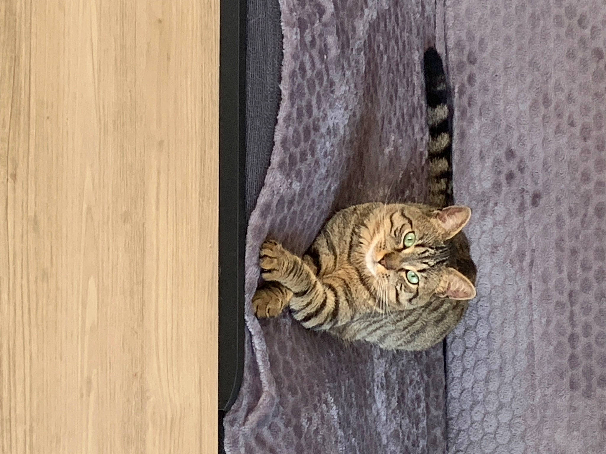 Taylo participe au concours pour gagner de l'argent avec cette photo : carnivore, cat, claw, domestic_short_haired_cat, eye, fawn, felidae, fur, hardwood, rectangle, small_to_medium_sized_cats, snout, tail, terrestrial_animal, trunk, whiskers, wildlife, window, wood, wood_stain