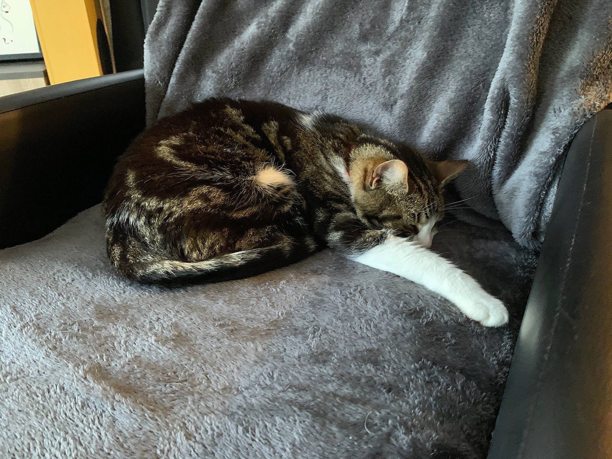 Brooklynn a rejoint le concours — aidez-le/la à gagner de superbes lots ! brown, carnivore, cat, comfort, domestic_short_haired_cat, felidae, fur, grey, nap, room, sleep, small_to_medium_sized_cats, snout, tail, terrestrial_animal, textile, whiskers