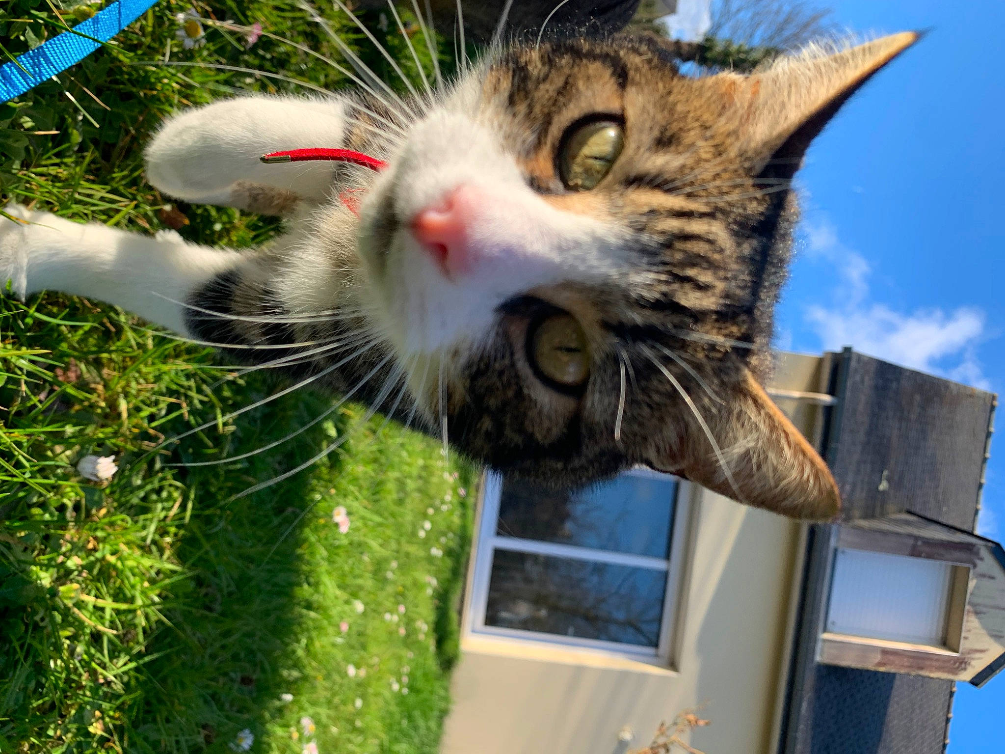 Brooklynn a rejoint le concours — aidez-le/la à gagner de superbes lots ! carnivore, cat, claw, cloud, domestic_short_haired_cat, felidae, fur, grass, houseplant, paw, plant, sky, small_to_medium_sized_cats, snout, tail, tree, whiskers, window