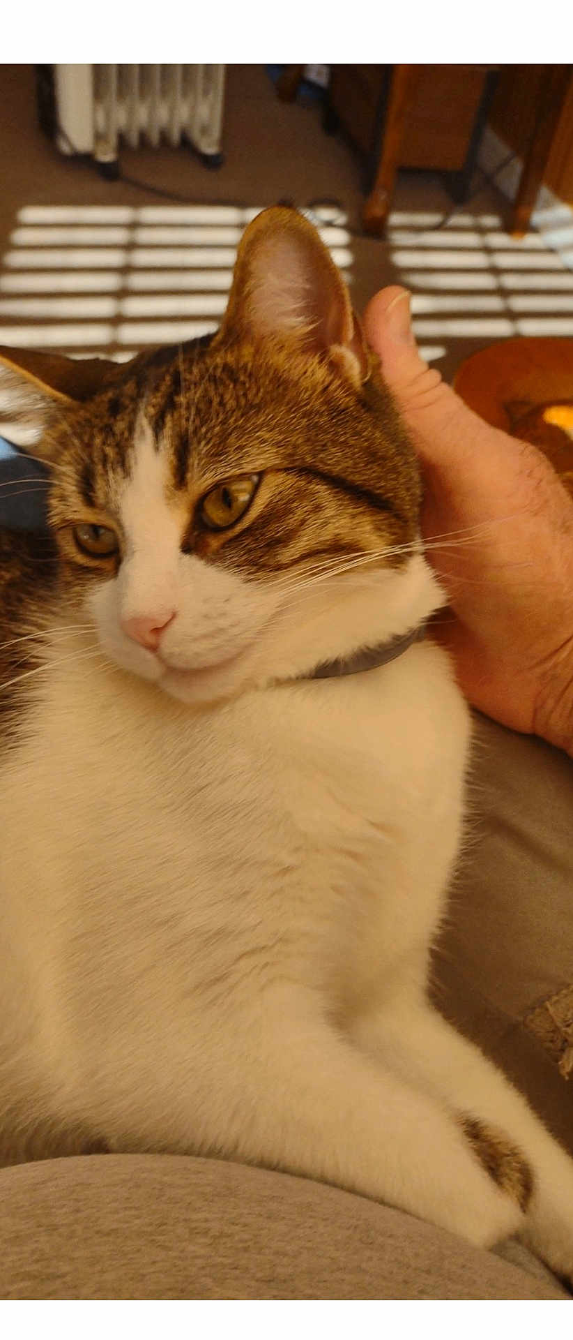 Max joined the competition — help win amazing prizes! cat, tabby, white_fur, pet, hand, indoor, sunlight, shadow, striped_shadow, relaxed, close_up, fur, whiskers, ear, nose, collar, comfort, resting, human_hand, home