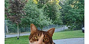 Max is registered to the contest to win money with this photo: cat, animal, pet, outdoor, railing, wood, greenery, tree, grass, driveway, fence, porch, nature, daylight, curious, sitting, domestic_cat, mammal, whiskers, ears